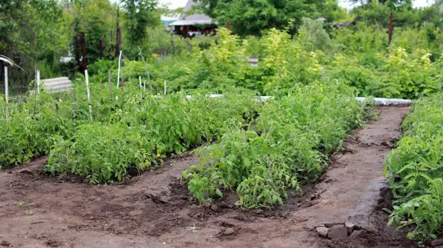 Янтарная кислота - чудо-помощница на садовом участке