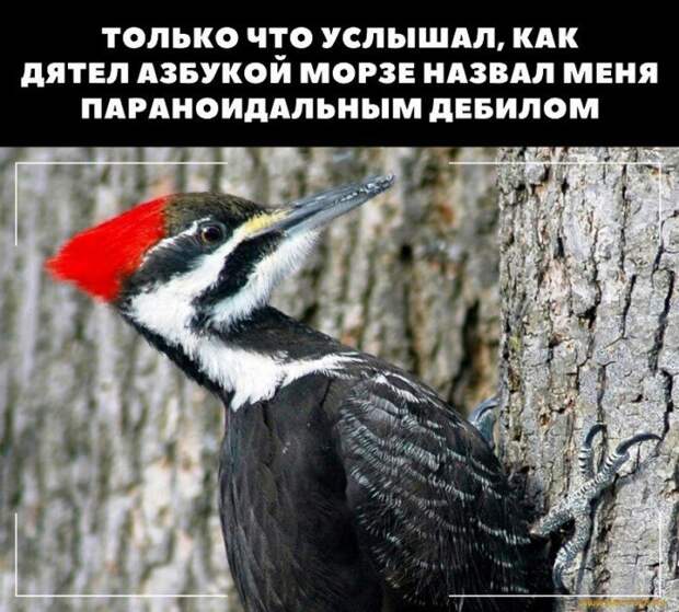 Когда у тебя паранойя: наглядные примеры психоза, в которых вы узнаете себя