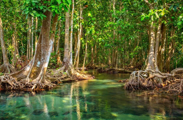 Мангровые леса, одни из самых важных экосистем в мире, пострадали от изменения климата