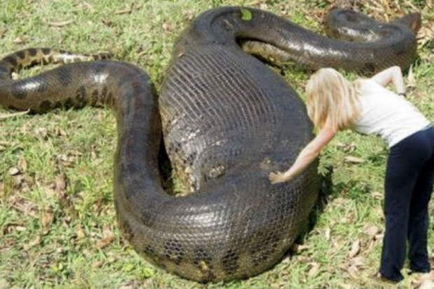 Самые большие и самые опасные змеи в мире