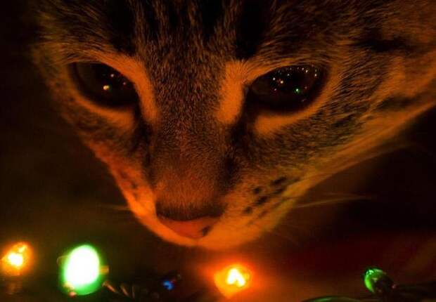 Коты против Рождества, смешные кошки  новогодние ёлки, смешные кошки Новый год