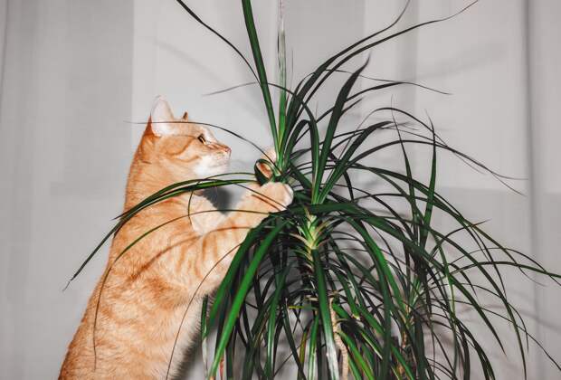 Одну категорию россиян призвали срочно избавиться от домашних растений