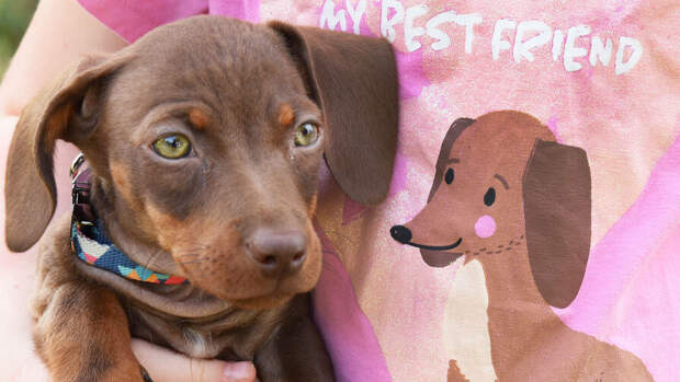 23 марта: в России чествуют гидрометеослужбу, в США — Национальный день щенков