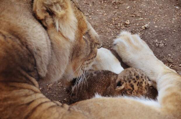 Старая львица удивила всех, когда стала мамой. Фото: Татьяна Алексагина. 
