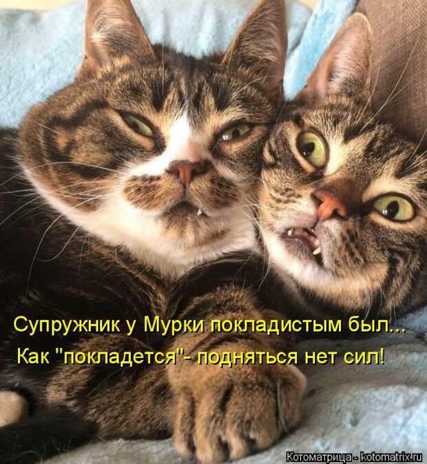 Лучшие котоматрицы недели (50 фото)