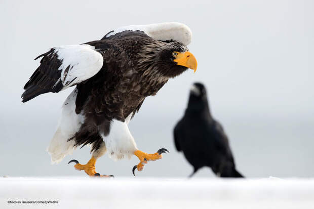 Конкурс Comedy Wildlife Photography Awards 2022