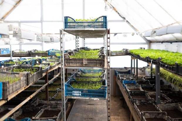 В Смоленске высадят 350 000 цветов