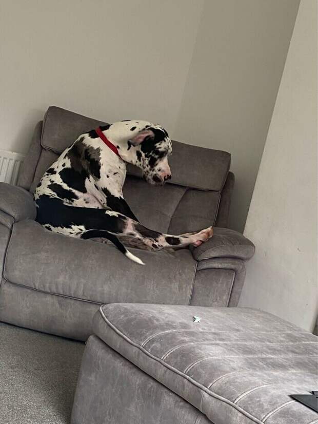 Bigpicture.ru забавных фото с животными, которые гарантированно поднимут вам настроение