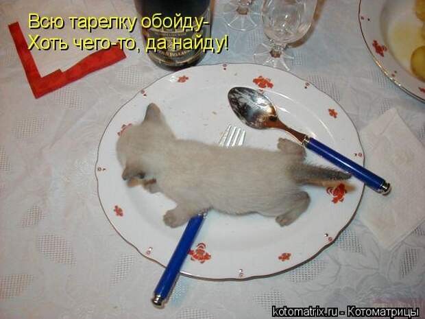 Котоматрицы