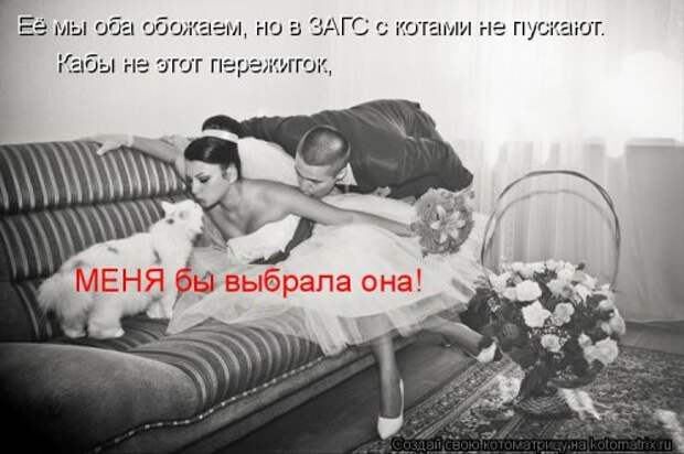 Котоматрица новая и прикольная (37 фото)