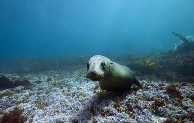 FurSeals02 Счастливые капские морские котики