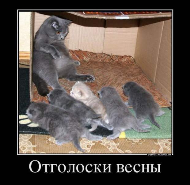 Немного новых демотиваторов
