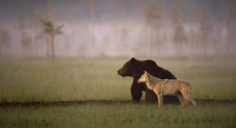 WolfAndBear01-800x500