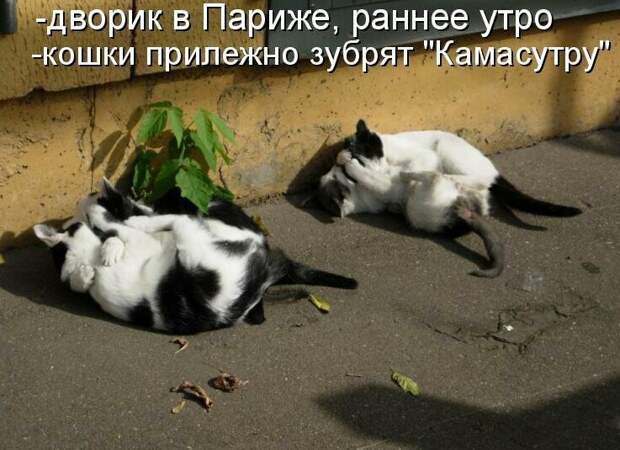 Картинки котяр с смешными надписями (34 фото) картинки, коты, юмор