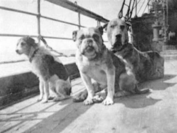 14. Собаки на борту гибель титаника, кораблекрушение, титаник