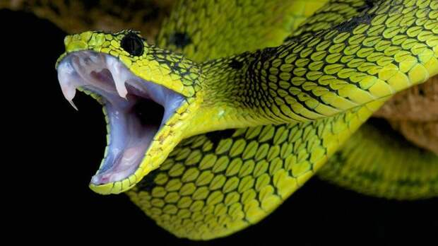 Змея (ядовитая) — 50 000 живнотые, опасность, статистика, фишка