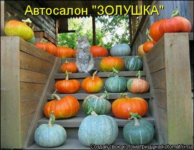 Лучшие котоматрицы недели (50 фото)