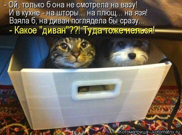 Котоматрицы