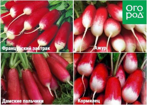 Удлиненные сорта редиса