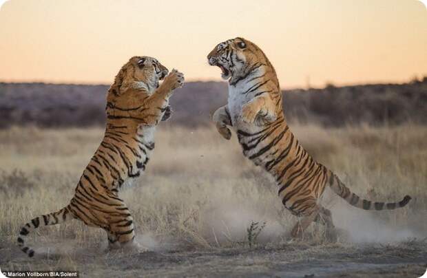 Схватка двух тигриц в заповеднике под Филипполисом