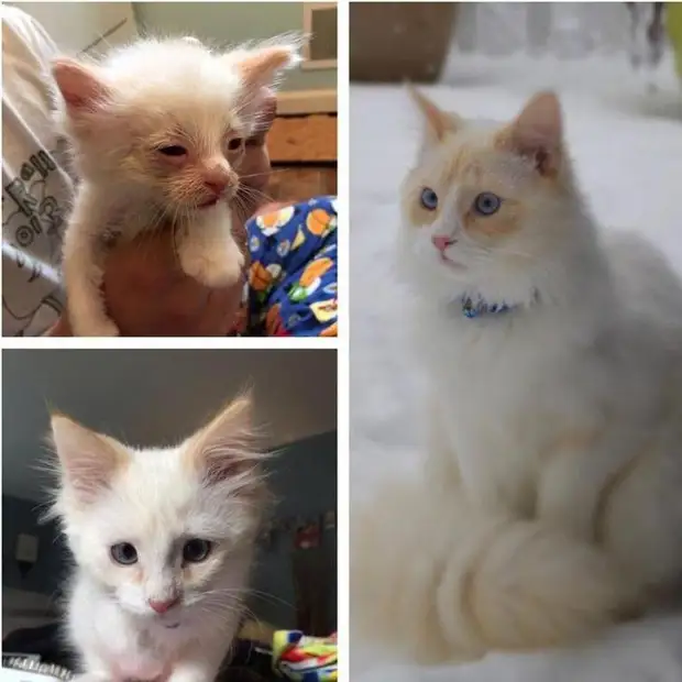 До и после того, как как их спасли и подарили дом