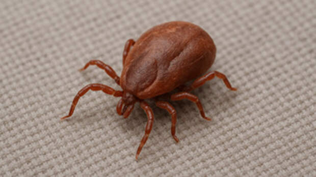 Клещи атакуют: 100 новых укусов паразитов за неделю зафиксировали в Алтайском крае