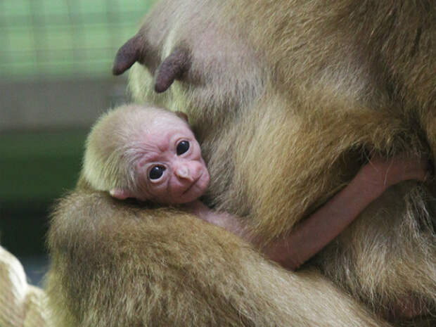 Ученые нашли обезьян, которые кормят грудью чужих детенышей