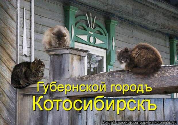 Котоматрица: Круть