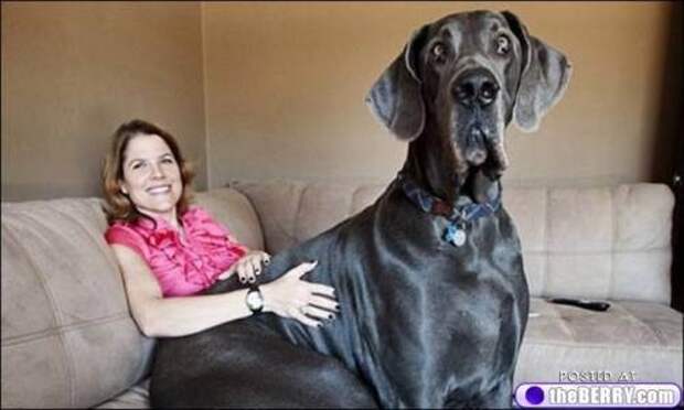 Giant George, the dog who likes to relax on the couch. 