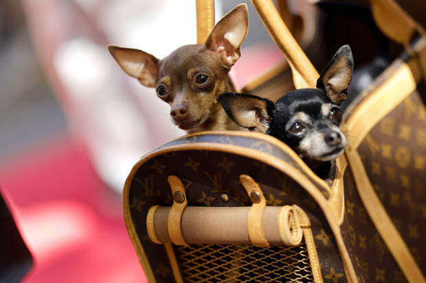 Роскачество в 2026 году намерено утвердить ГОСТ на pet-friendly туризм