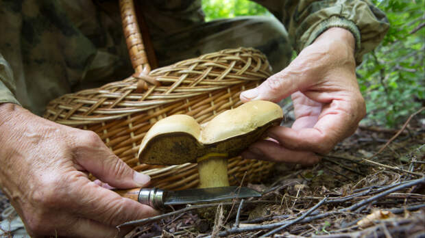 Опасность там, где не ждали: как можно отравиться съедобными грибами