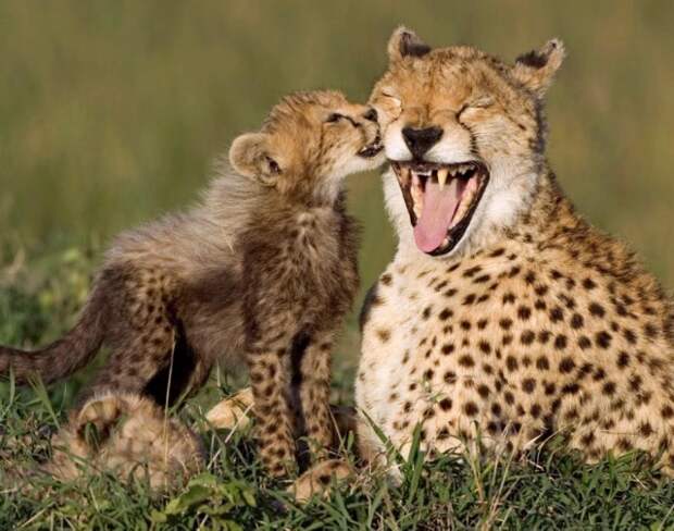 Гепард: между кошкой и собакой гепард, Семейство кошачьих, Животные, Природа, фотография, длиннопост, собака