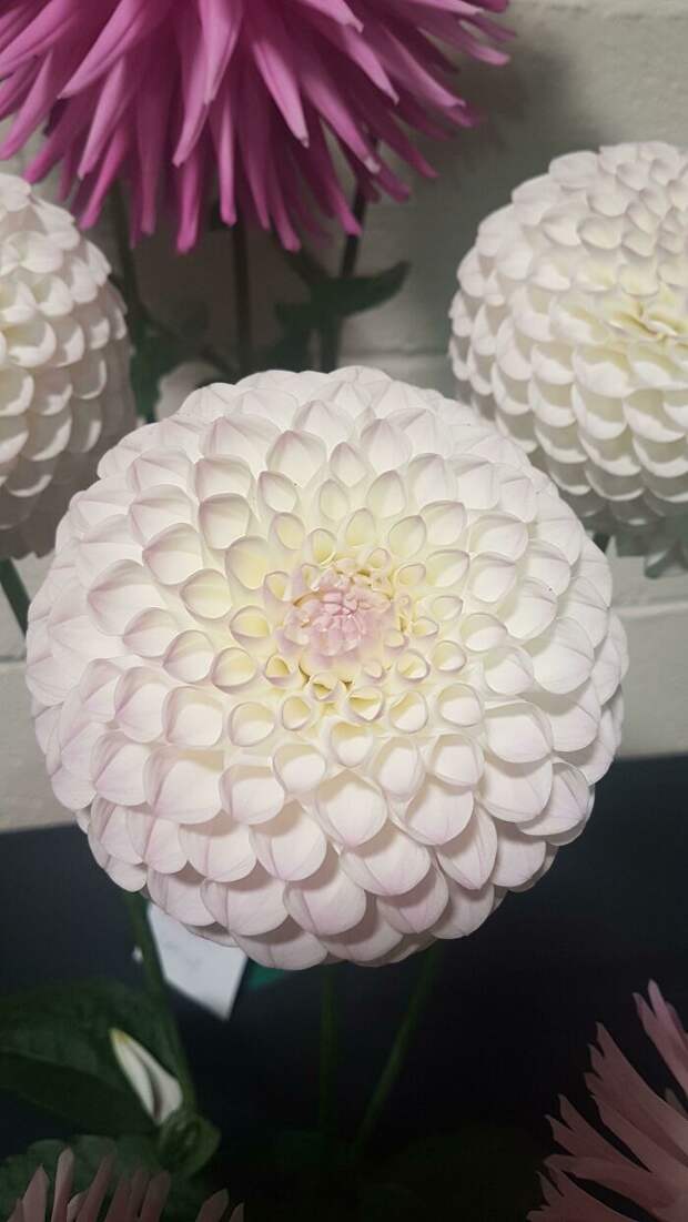 Bigpicture.ru природа - самый талантливый художникsymmetry nature 30