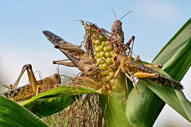 В Волгоградской и Саратовской областях ждут нашествия саранчи