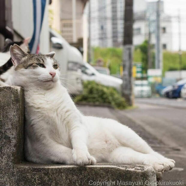 Уличные котики Токио на снимках Масаюки Оки