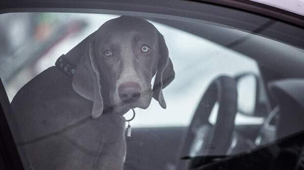 Кинолог предостерег от оставления собак в закрытом авто в жару
