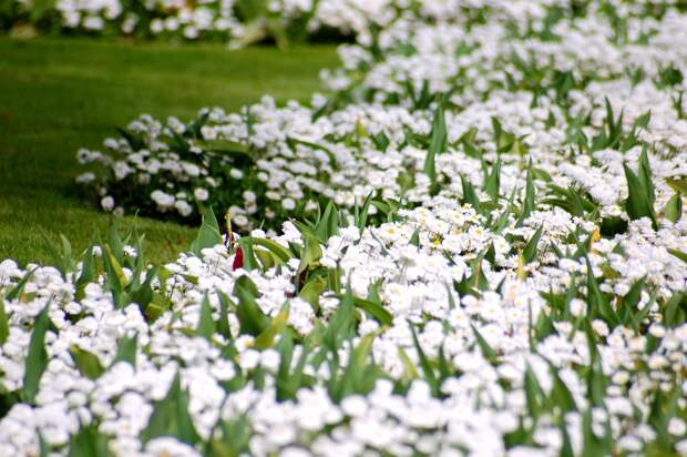 Белый сад