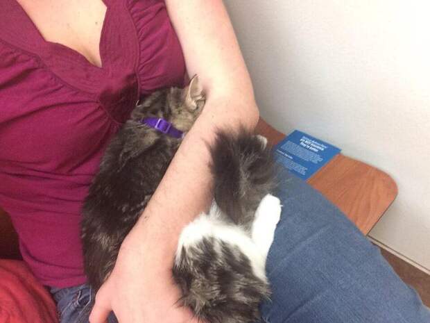Фото котов, которые осознали, что их привели к ветеринару