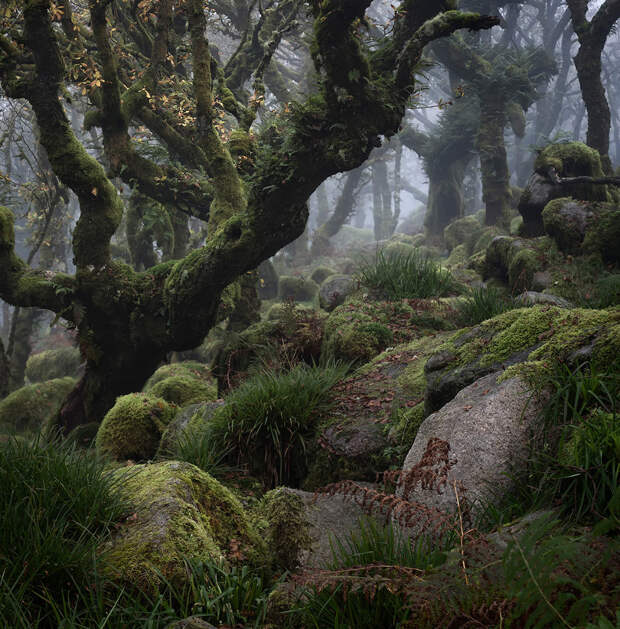 Сказочный лес в Дартмуре в графстве Девон в Юго-Западной Англии