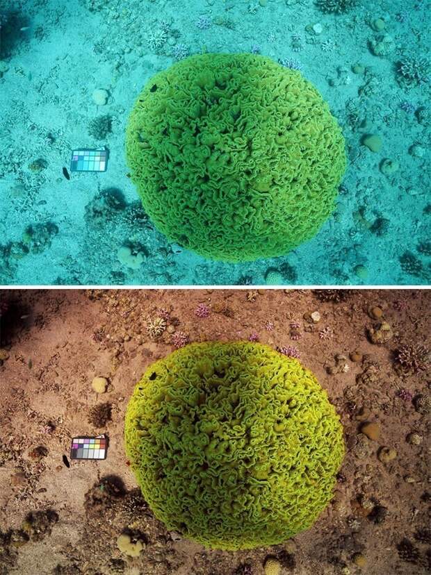 15. Ученые создали алгоритм "Sea-Thru", который изменяет подводные фотографии, чтобы показать, как на самом деле выглядят цвета 15. Ученые создали алгоритм "Sea-Thru", который изменяет подводные фотографии, чтобы показать, как на самом деле выглядят цвета