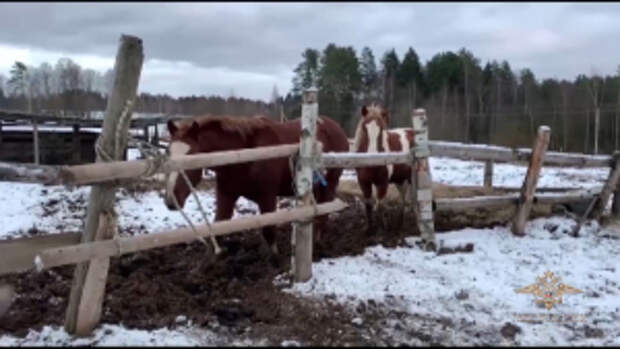 В Подмосковье полицейские задержали подозреваемых в серии краж лошадей