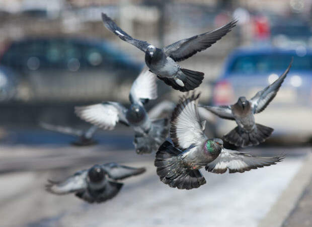 Фото №1 - 8 неожиданных фактов о голубях