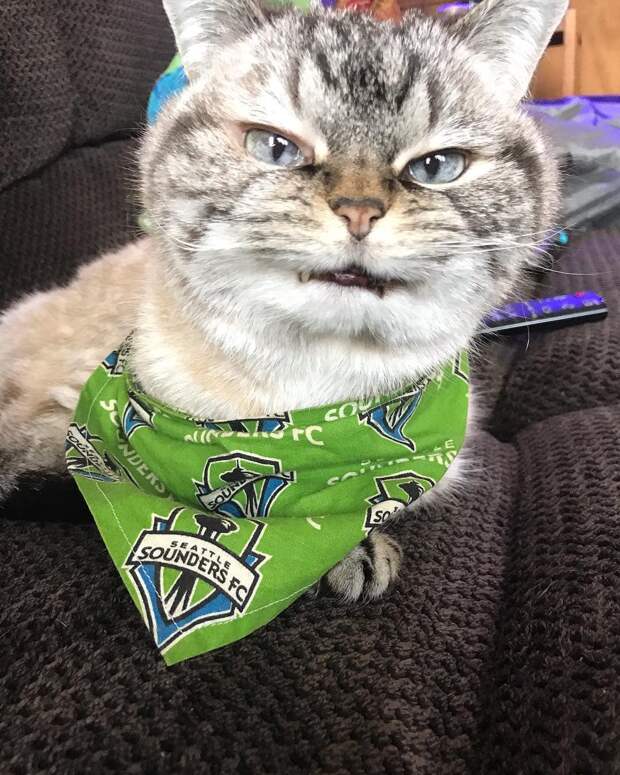 кот с клыками