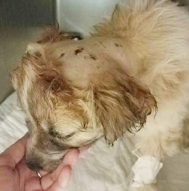 Хозяйка ненадолго оставила во дворе собачку, а когда вернулась, малютка исчезла