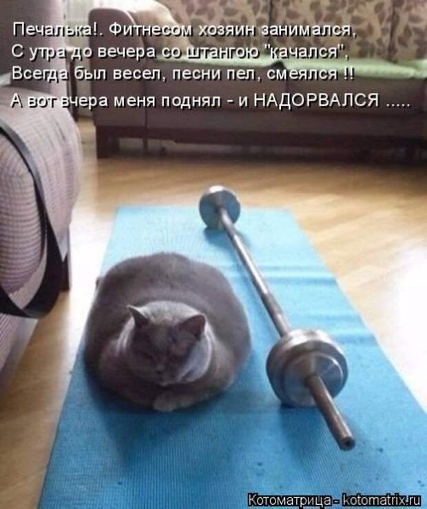 Свежая котоматрица на Бугаге (37 фото)