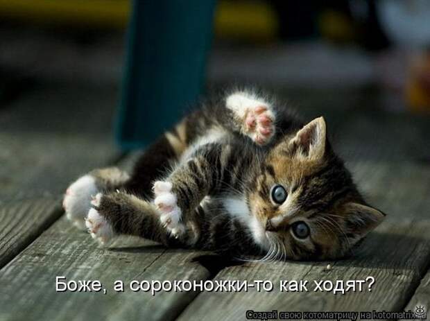 Приколы в котоматрице 33