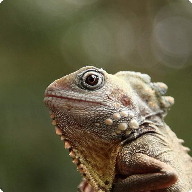 Австралийский лесной дракон (лат. Hypsilurus boydii)
