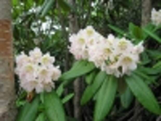 800px-rhododendron_brachycarpum_01