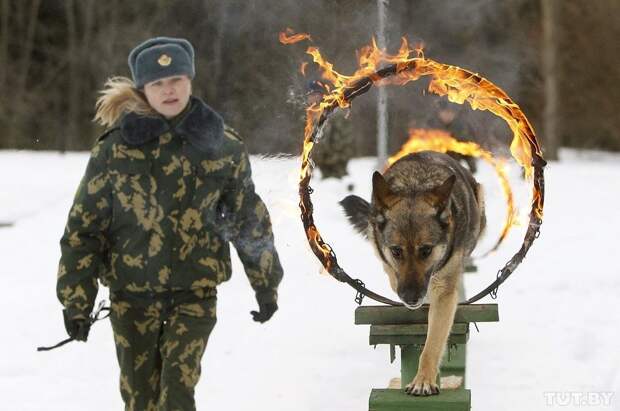 Кинологи