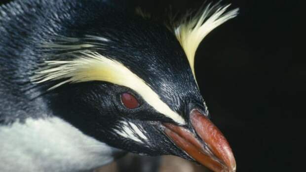Пінгвін Вікторії